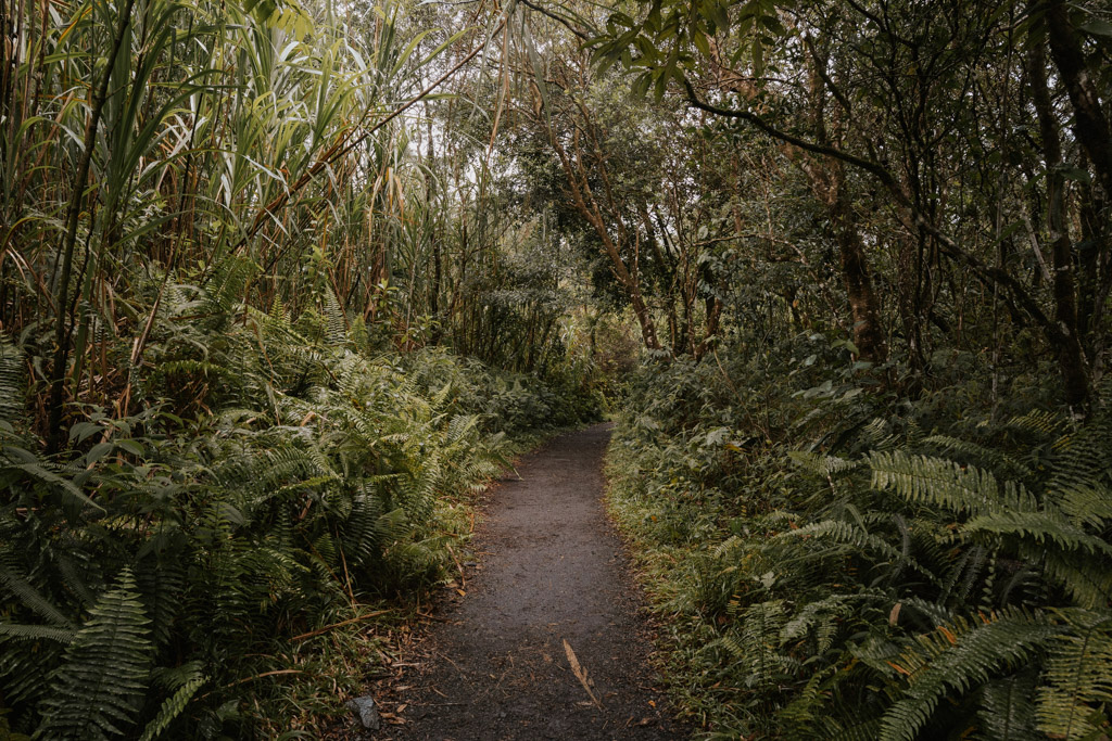a pathway through jungle along a hike at Lake Arenal, the best things to do in Arenal, Costa Rica