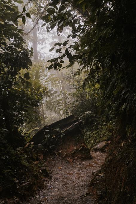 a rugged trail runs through heavy jungle on a misty day in Rio Celeste near La Fortuna