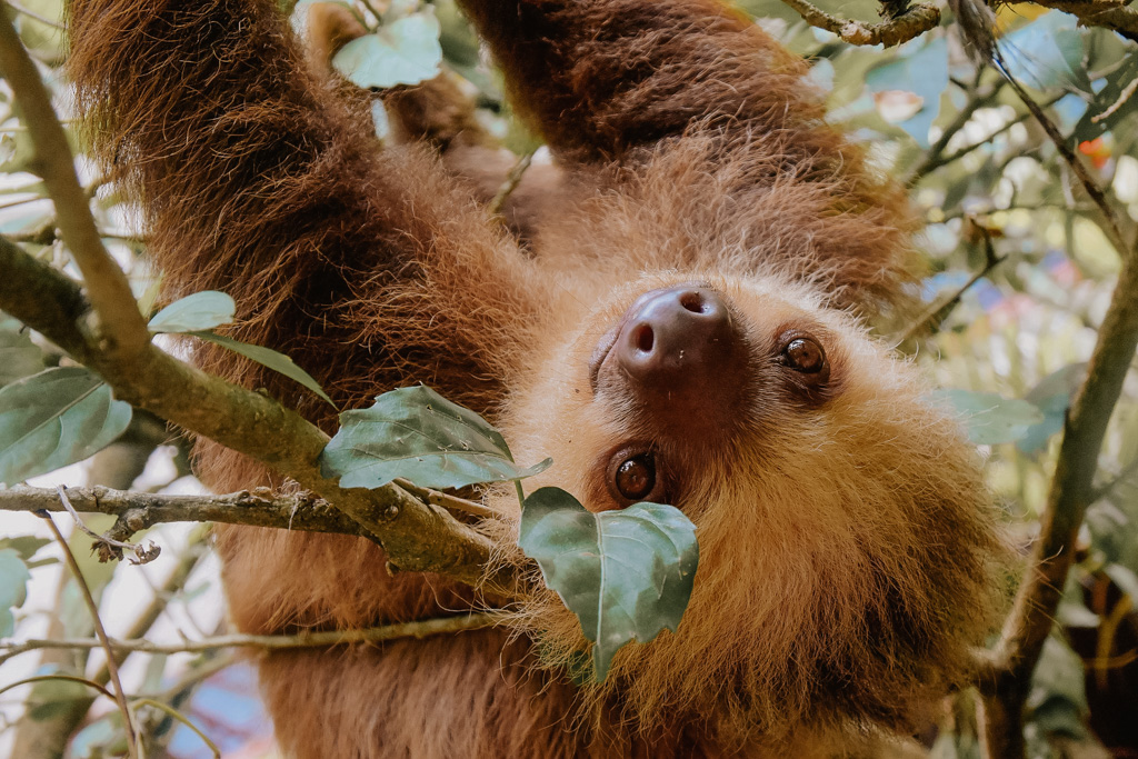 best things to do in La Fortuna Costa Rica Sloths