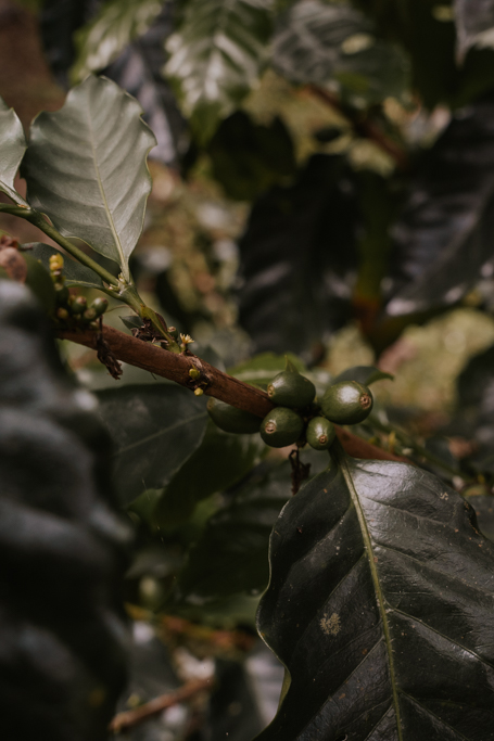 a close up of a green coffee bean on a branch on one of the best La Fortuna Costa Rica tours