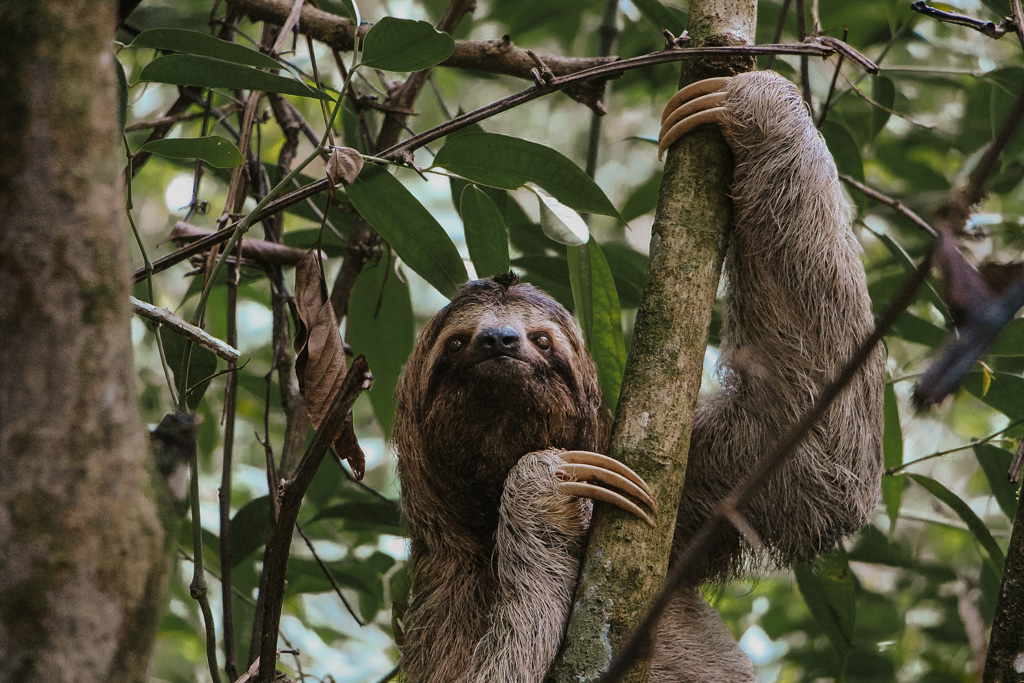 things to do in La Fortuna include finding Costa Rica sloths in the rainforest canopy