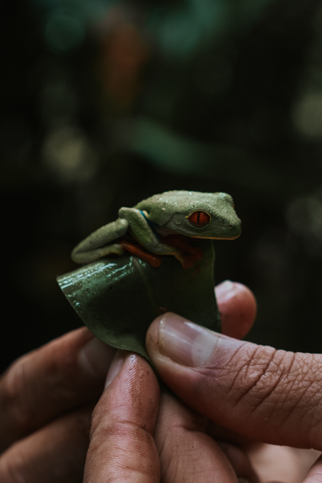 things to do in La Fortuna Costa Rica tours for spotting a red eyed tree frog