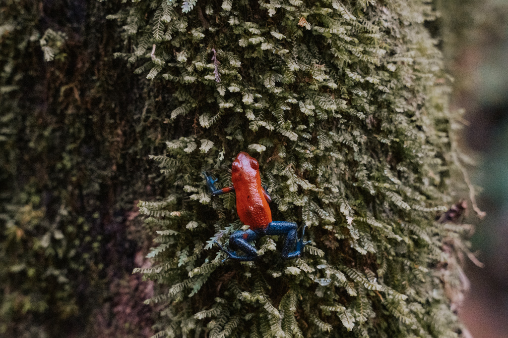a red and blue frog sits on a mossy tree on a tour about wildlife in La Fortuna Costa Rica attractions