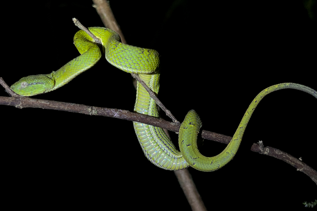 green pit viper wrapped around a branch at night on a Night Tour in Monteverde activities