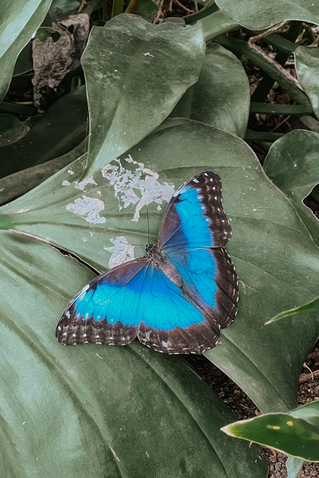 blue butterfly on a leaf in Costa Rica Monte Verde