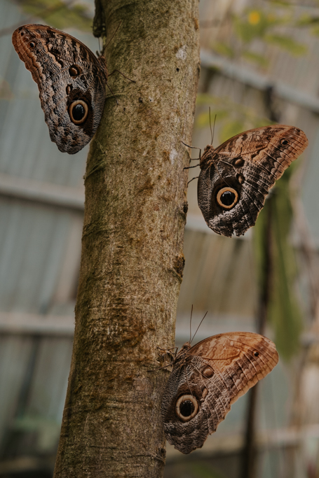 three brown butterfles on a branch in Monteverde Costa Rica what to do