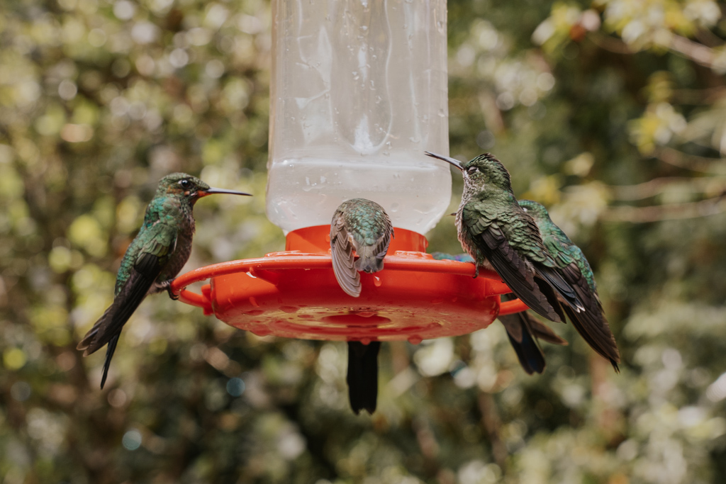 small green hummingbirds around a red water feeder outside the Monteverde Cloud Forest Costa Rica