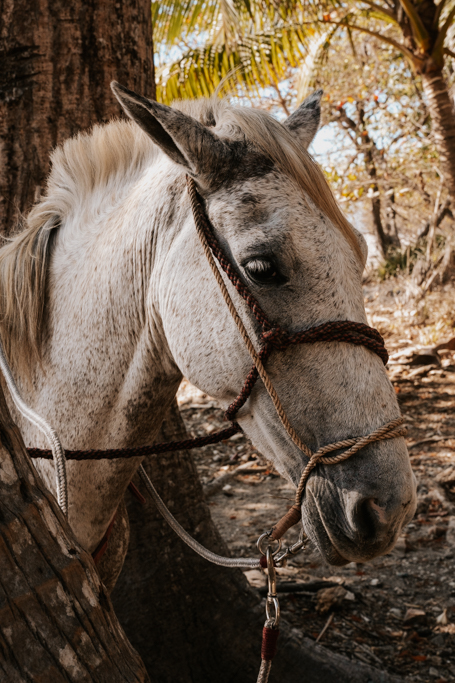 close up of a white horse for horseback riding in Monteverde Cloud Forest