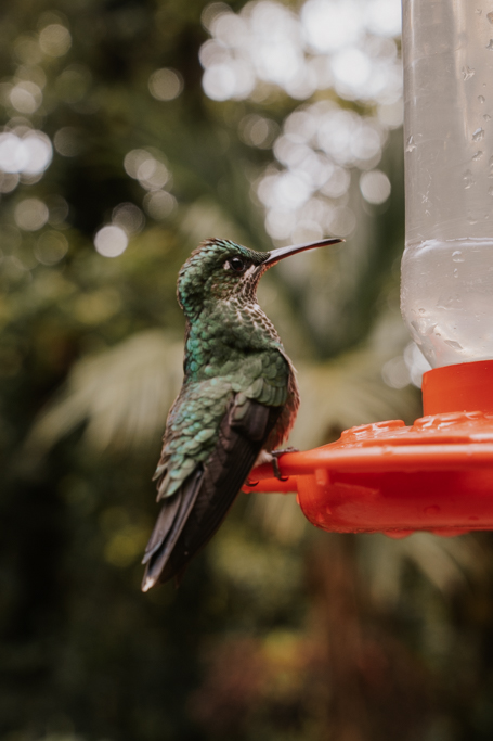 witnessing a green hummingbird at a red feeder in Costa Rica Monteverde things to do