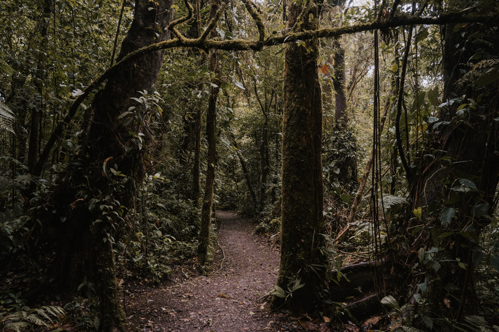 trails to the El Tigre Waterfall in Monteverde Costa Rica