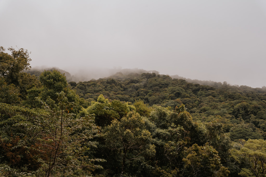 rainforest canopy in Monteverde Costa Rica