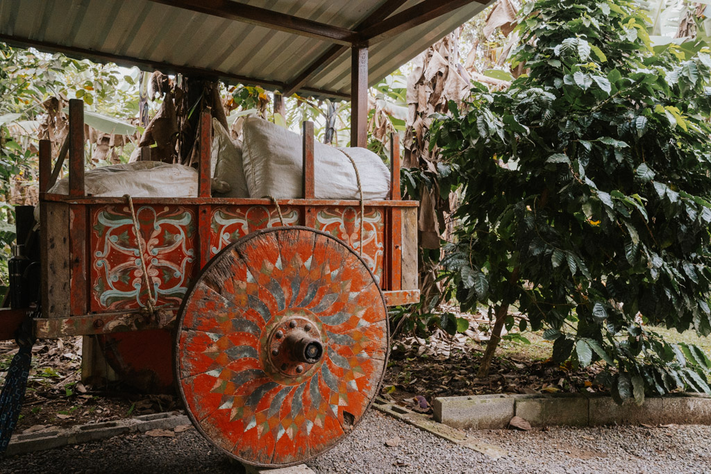 traditional red painted wagon carrying sacks of coffee on best costa rica coffee tour