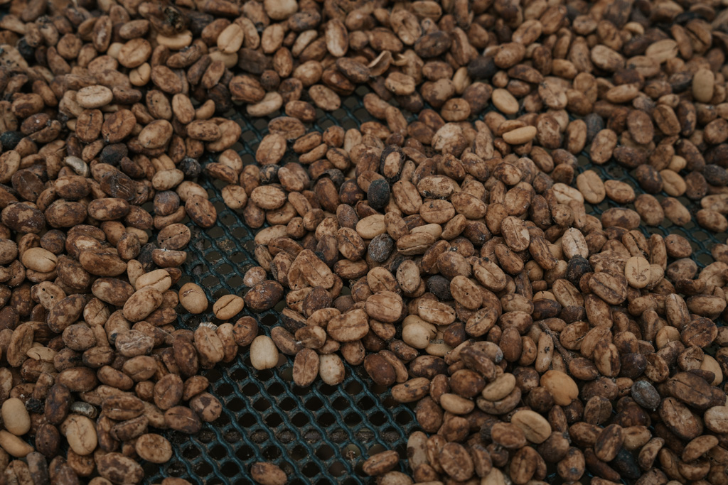 close up of raw coffee beans on chocolate and coffee tour la fortuna