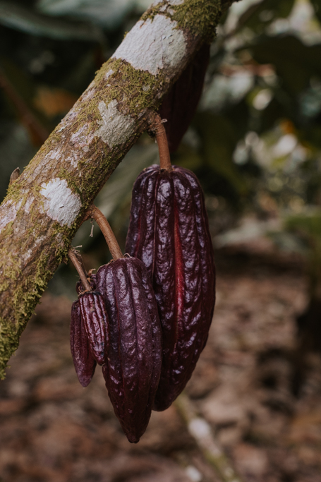 deep purple chocolate pods hanging from branch