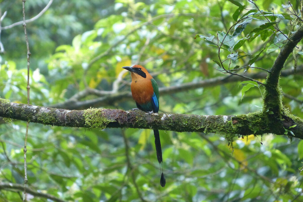 a orange, green and blue bird with long tail sits on a tree branch in la fortuna hanging bridges