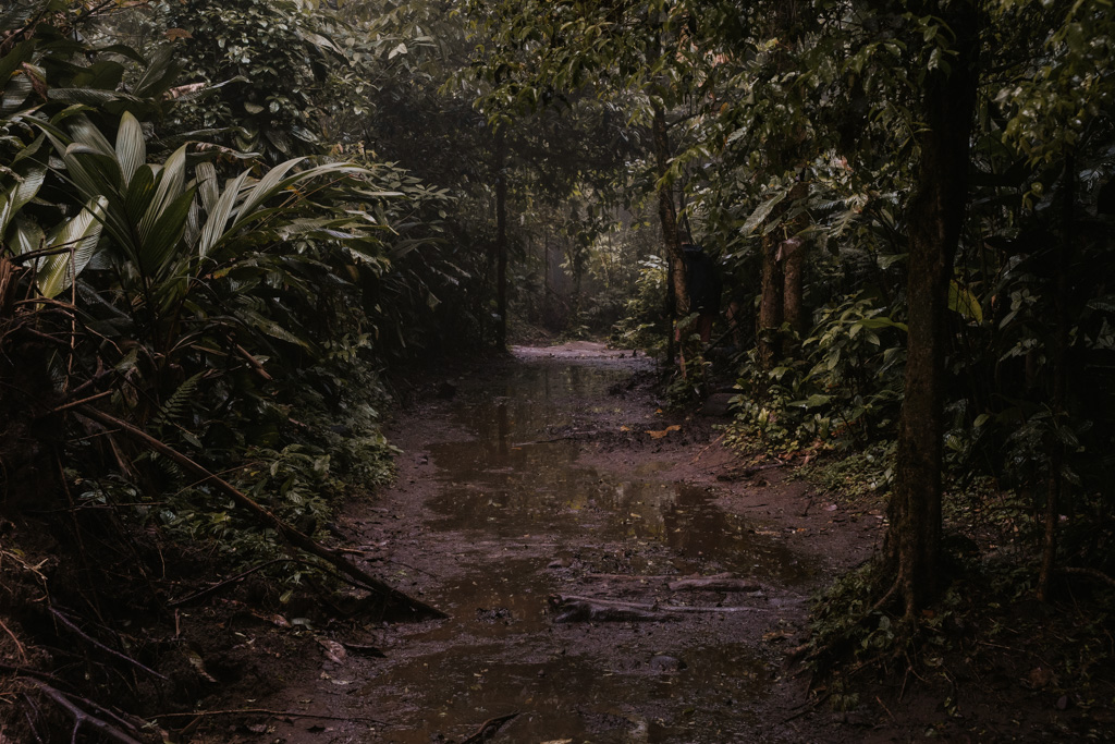celeste waters create a muddy path in dark rainforest 